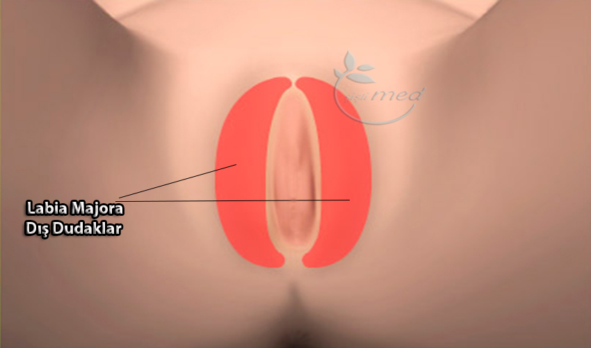 Labia Majora Vajina Dış Dudaklar
